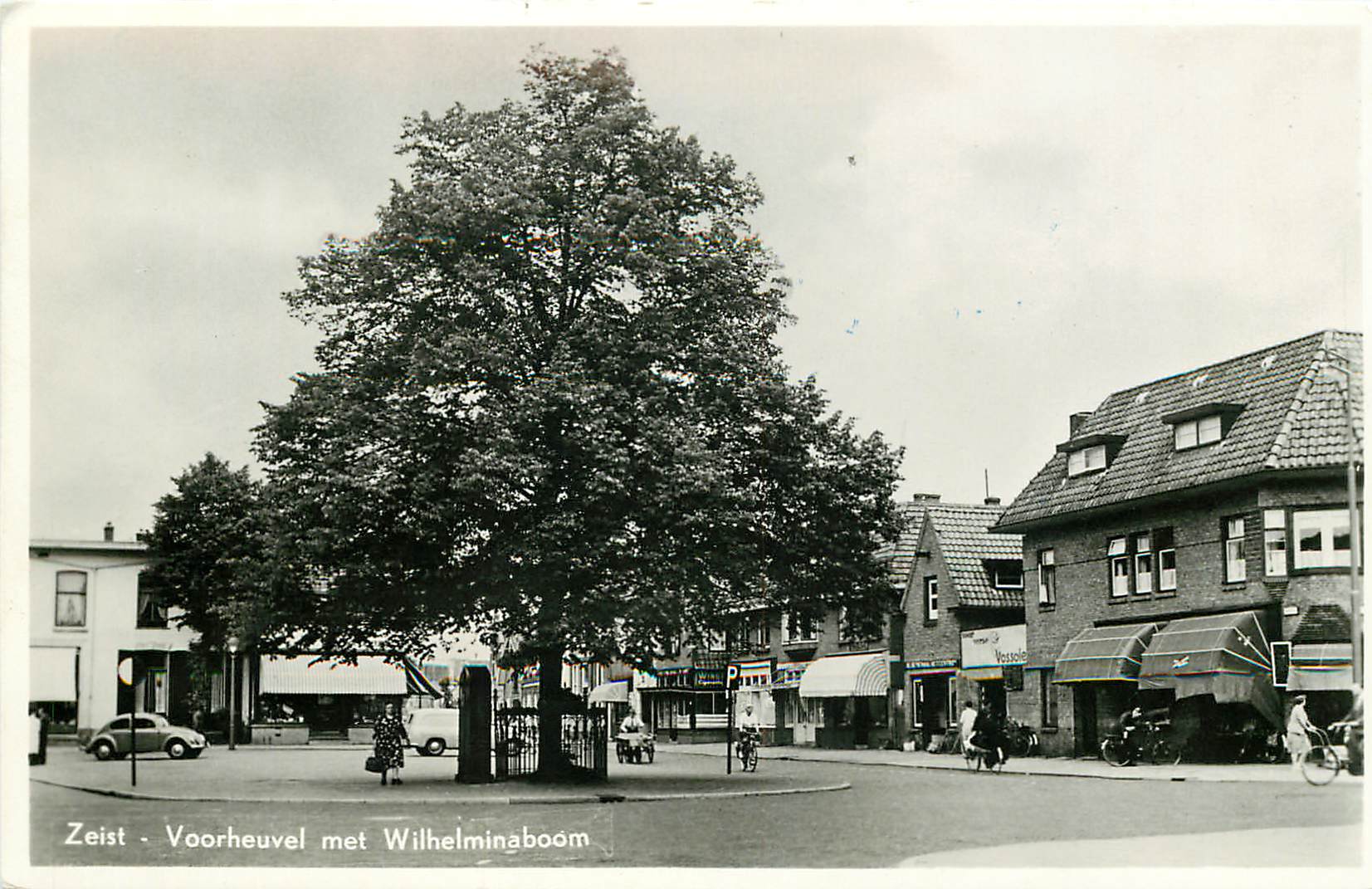 Zwart-witfoto van de Wilhelminaboom uit het archief van het Zeister Historisch Genootschap.