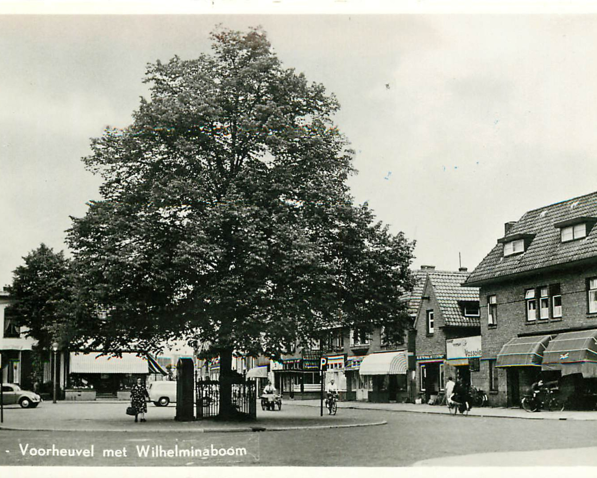 Zwart-witfoto van de Wilhelminaboom uit het archief van het Zeister Historisch Genootschap.